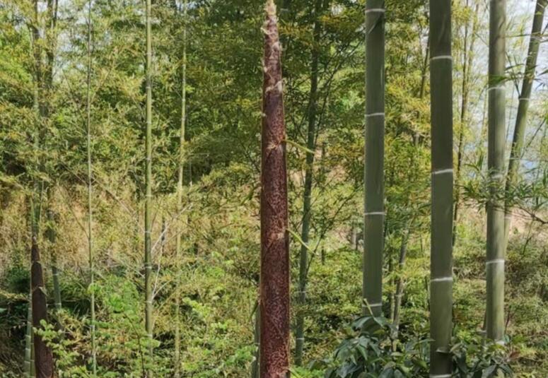 Ҽ������(EDF)���¹ٷ���վ